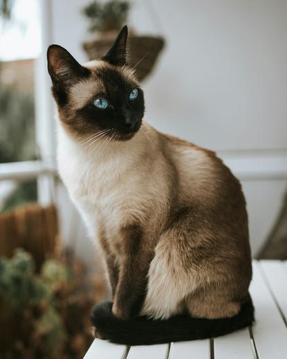 猫图片 - 暹罗猫坐白色木平台，蓝眼，闲适