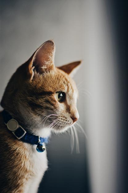猫图片 - 橘白虎斑猫侧脸，蓝项圈铃铛，静谧