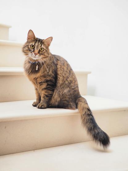 猫图片 - 棕黑虎斑猫坐白色台阶，沉稳