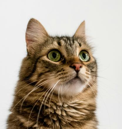 猫图片 - 虎斑猫头部特写白背景，绿眼，灵动警觉