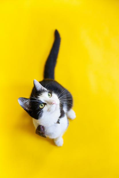 猫图片 - 黑白奶牛猫黄色背景，绿眼，灵动好奇