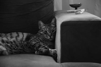 猫图片 - 黑白虎斑猫趴布艺沙发，黑白照，惬意