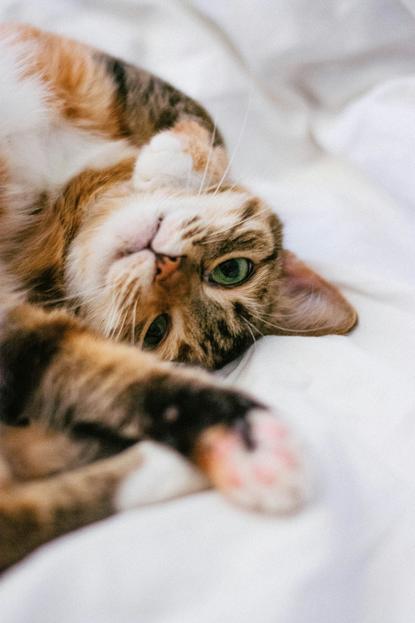 猫图片 - 三花猫侧躺白色织物，慵懒温馨