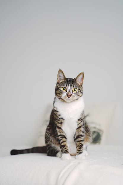 猫图片 - 黑白棕虎斑猫端坐白色平面，专注