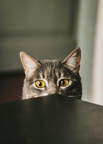 猫图片 - 灰黑条纹猫透过桌面缝隙张望，金黄眼，好奇