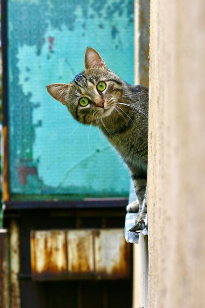 猫图片 - 虎纹猫探头金属板旁，绿眼，警觉好奇