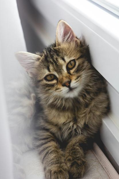 猫图片 - 虎斑长毛小猫依偎窗框织物，温馨
