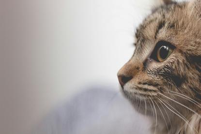 猫图片 - 棕黑虎斑猫侧脸特写，浅灰背景