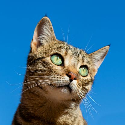 猫图片 - 虎斑猫抬头特写，浅绿眼，湛蓝天空