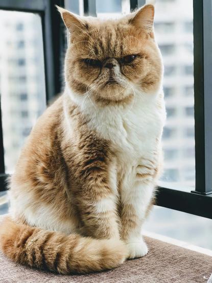 猫图片 - 橘白异国短毛猫坐窗边，慵懒严肃