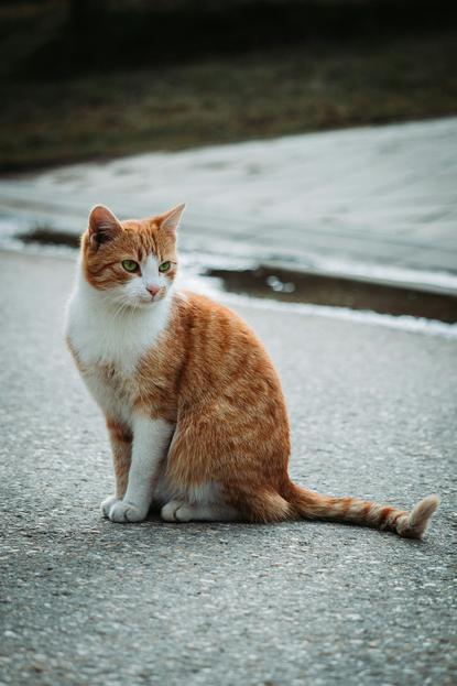 猫图片 - 橘白虎斑猫蹲沥青路面，绿眼