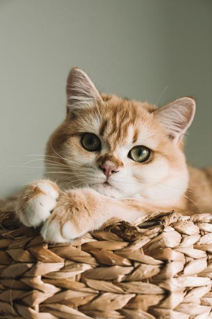 猫图片 - 橘白英短猫前爪搭藤编容器，慵懒乖巧