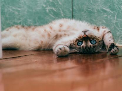 猫图片 - 白色棕斑猫仰躺木地板，蓝眼，惬意