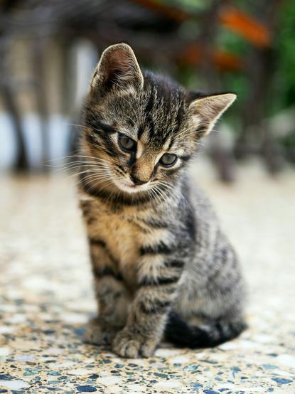 猫图片 - 虎斑幼猫蹲石质地面，乖巧怯懦
