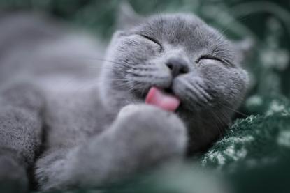 猫图片 - 蓝灰色猫趴深绿织物睡懒觉，惬意