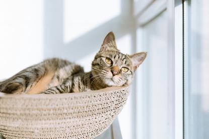 猫图片 - 虎斑猫趴编织猫窝窗边，温馨闲适