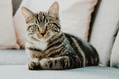 猫图片 - 虎斑猫趴浅灰布艺沙发，白胸毛，温馨