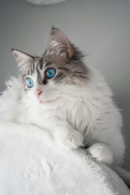 猫图片 - 布偶猫趴白色毛绒物，蓝眼，温顺