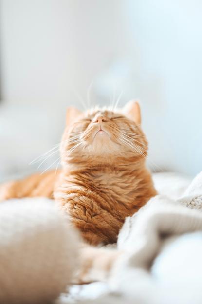 猫图片 - 橘色短毛猫仰头闭眼趴织物，惬意休憩