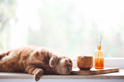 猫图片 - 橘色虎斑猫侧躺窗台，木托盘马克杯，慵懒