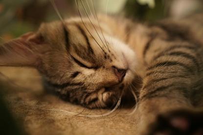 猫图片 - 虎斑猫闭眼熟睡特写，静谧