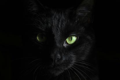 猫图片 - 黑猫面部特写黑背景，黄绿眼，神秘
