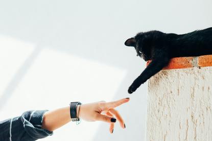 猫图片 - 黑猫趴台面，人手伸来互动，温馨