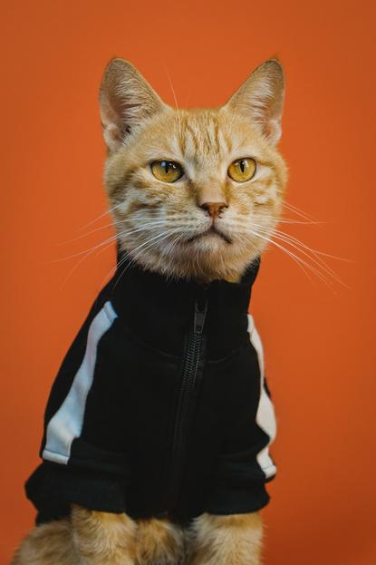 猫图片 - 橘色虎斑猫穿黑拉链外套坐橙红背景，沉稳