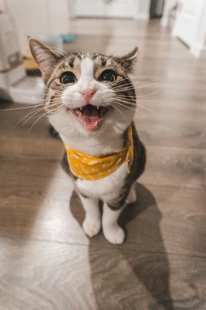 猫图片 - 虎斑猫坐木地板张嘴叫，黄三角巾，夸张