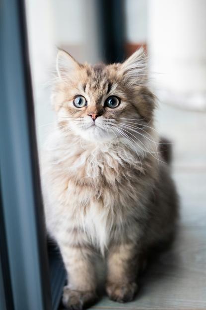 猫图片 - 浅棕白幼猫蹲木地板，蓝灰眼，呆萌
