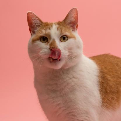 猫图片 - 白橘猫粉色背景舔嘴，生动
