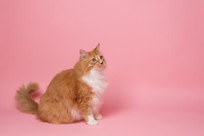 猫图片 - 橘白长毛猫粉色背景，侧身抬头