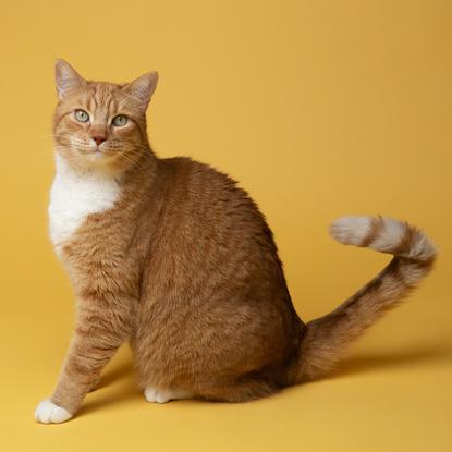 猫图片 - 橘白虎斑猫黄色背景，白胸，转头