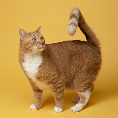猫图片 - 橘白虎斑猫站立黄色背景，尾巴翘起