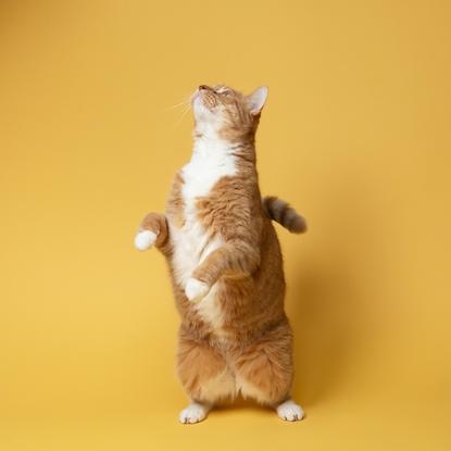 猫图片 - 橘白猫黄色背景直立抬爪，灵动好奇