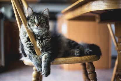 猫图片 - 长毛虎斑猫倚靠木椅，慵懒闲适