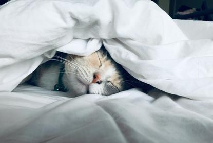 猫图片 - 橘白斑纹猫蜷缩白被褥熟睡，慵懒温馨