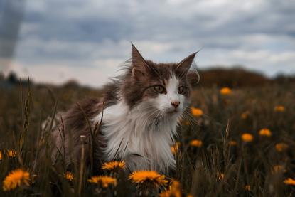 猫图片 - 缅因猫野外草丛，棕白毛，警觉