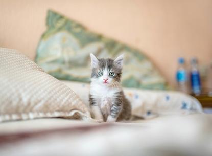 猫图片 - 灰白小奶猫蹲白色床品，室内温馨