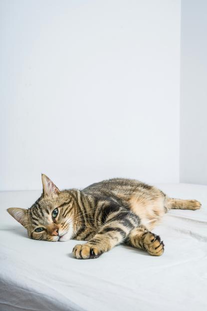 猫图片 - 黑棕虎斑猫侧躺白床单，放松