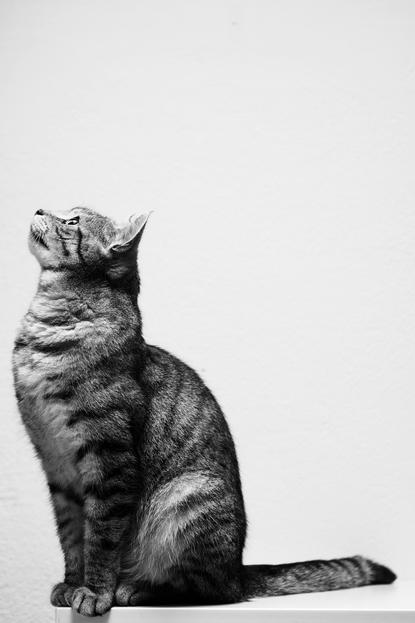 猫图片 - 黑白摄影虎斑猫侧蹲白平面，警觉专注