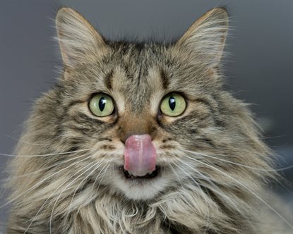 猫图片 - 长毛虎斑猫面部特写舔鼻，绿眼生动