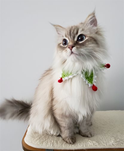 猫图片 - 长毛猫戴节日钩织项圈坐毛绒垫，清新可爱
