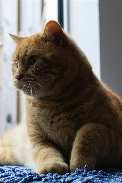 猫图片 - 橘色猫趴蓝色毛绒地毯，窗边闲适
