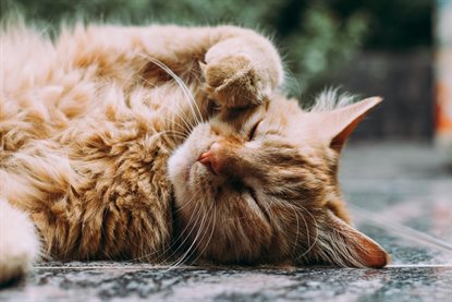 猫图片 - 橘色长毛猫侧躺地面熟睡，慵懒安逸