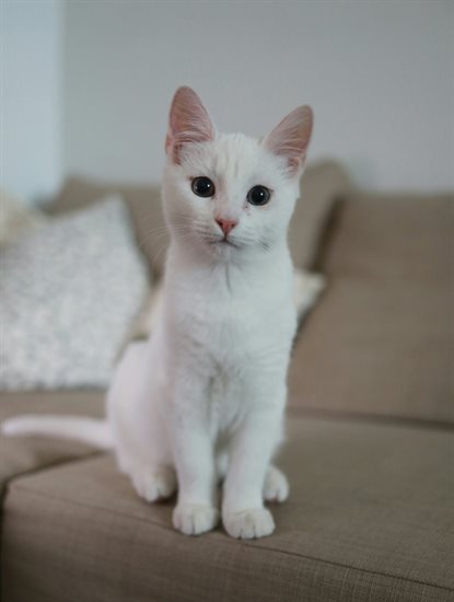 猫图片 - 雪白猫坐浅棕布艺沙发，室内温馨