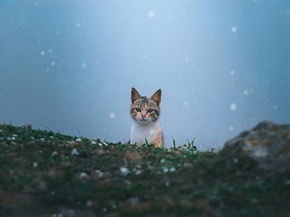 猫图片 - 白棕黑狸花猫从杂草探出头，雪景清冷