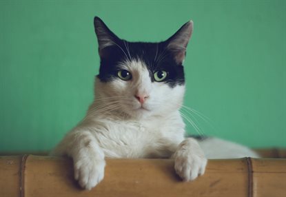 猫图片 - 黑白猫趴木栏杆，青绿墙面，警觉平静