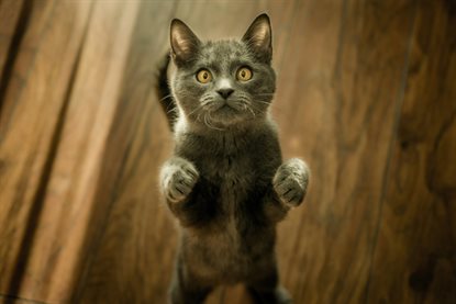 猫图片 - 灰色短毛猫直立抬爪，木地板，警觉好奇