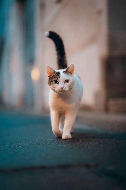 猫图片 - 白猫棕黑花纹尾巴黑，走路面翘尾